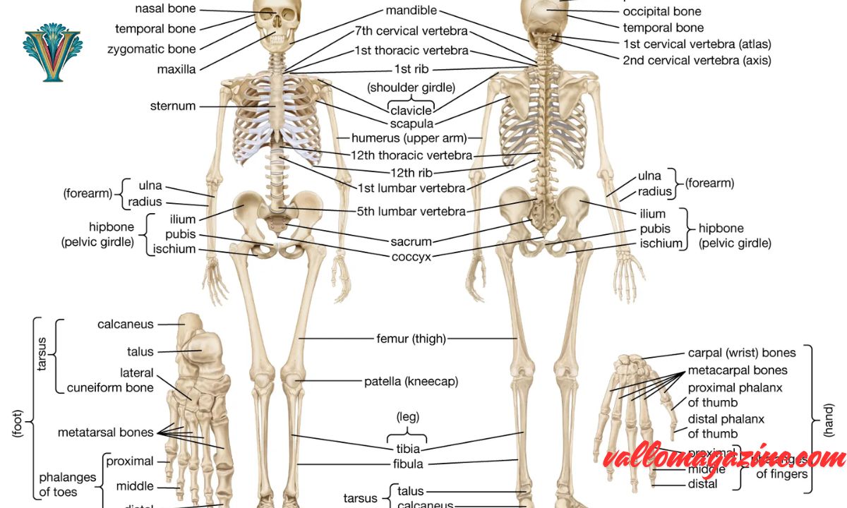 150 Skeleton Puns: Short Cute One Liner Captions