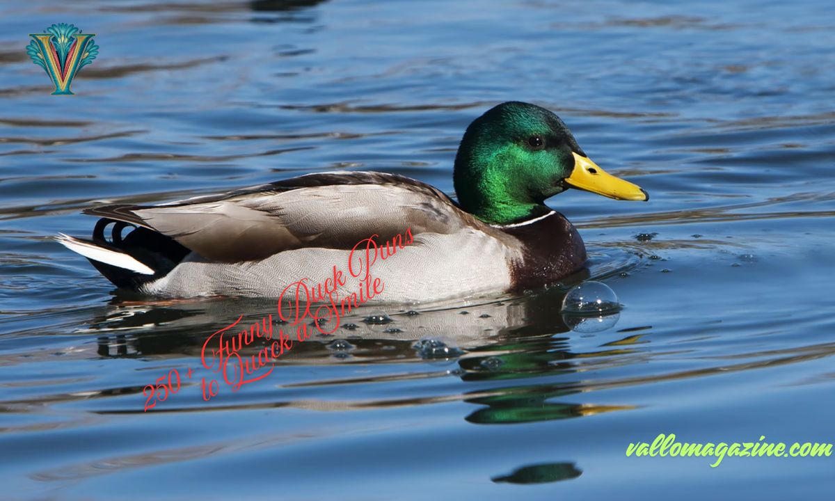 250+ Funny Duck Puns to Quack a Smile