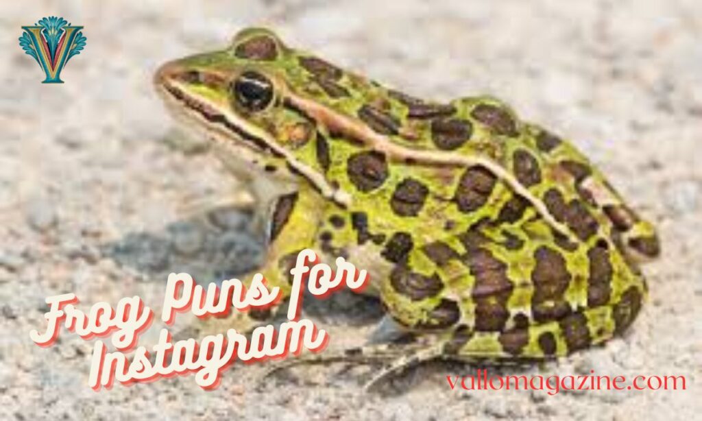 Frog Puns for Instagram