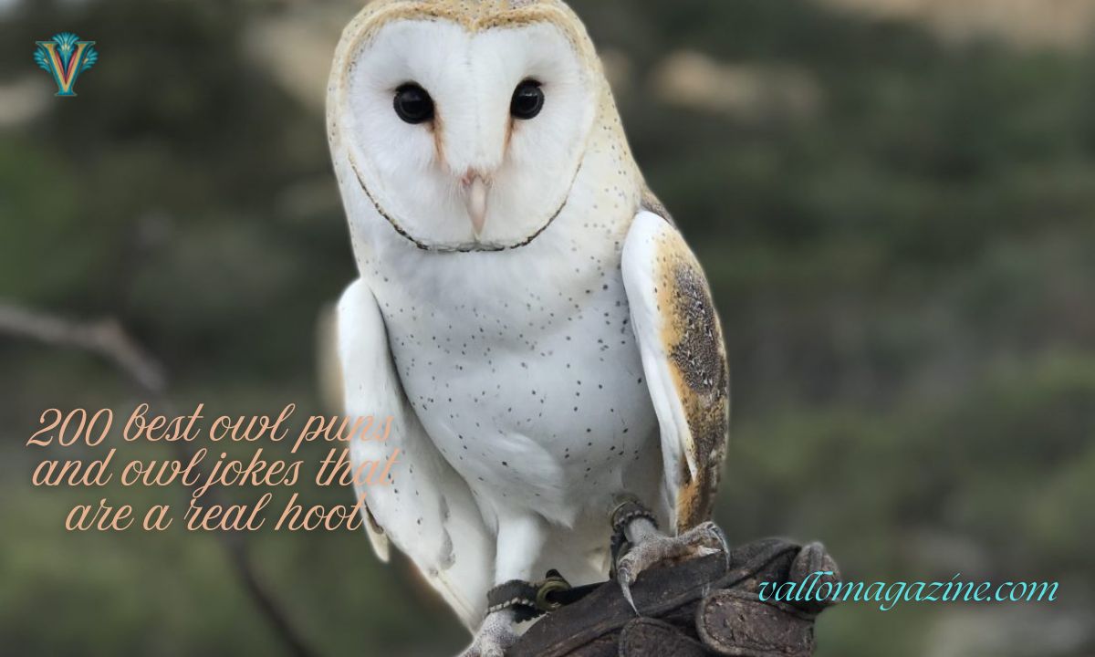 200 best owl puns and owl jokes that are a real hoot