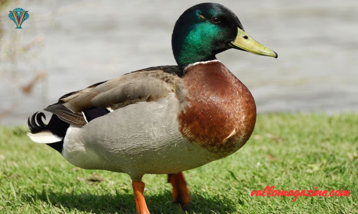 Duck, Duck, Laugh! 200+ Hilarious Duck Puns to Enjoy!
