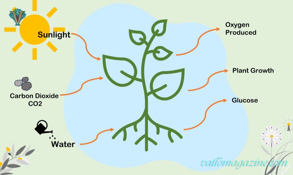 Photosynthesis Slogan