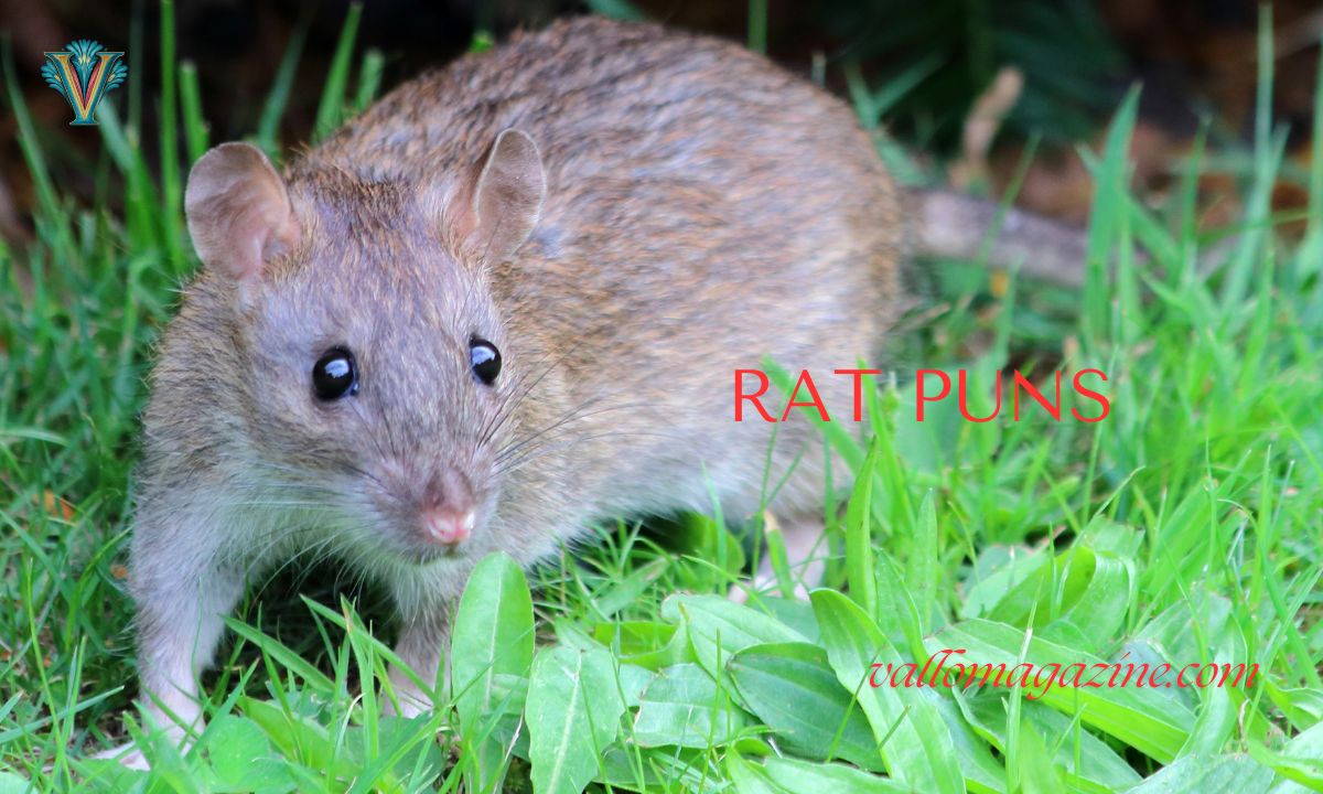 200+ Rat Puns: Short, Cute & Funny One-Liner Captions For Adults