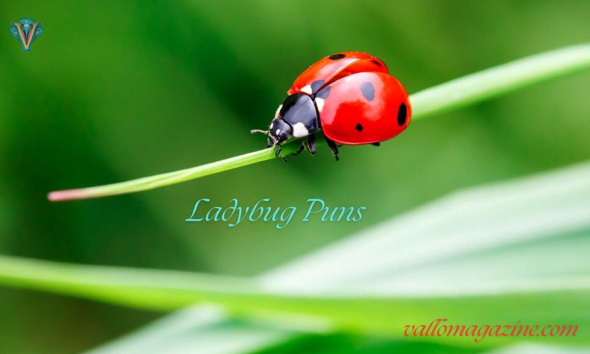 220+ Ladybug Puns Captions, Cute, Jokes, Dirty & Kids