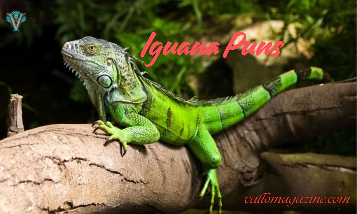 240+ Iguana Puns: One Liners, Captions, Instagram & For Kids