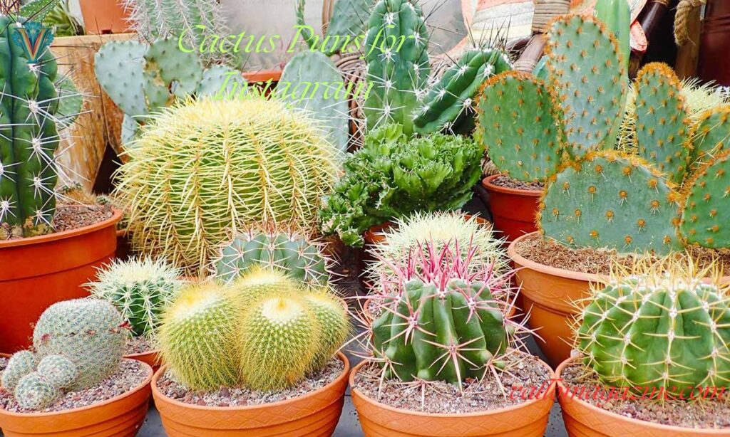 Cactus Puns for Instagram