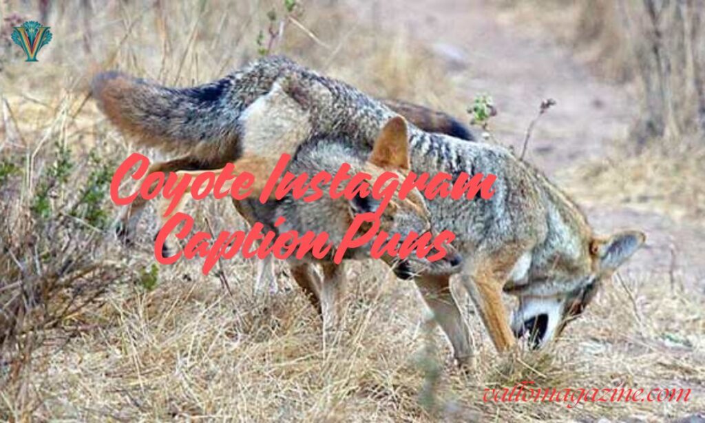 Coyote Instagram Caption Puns