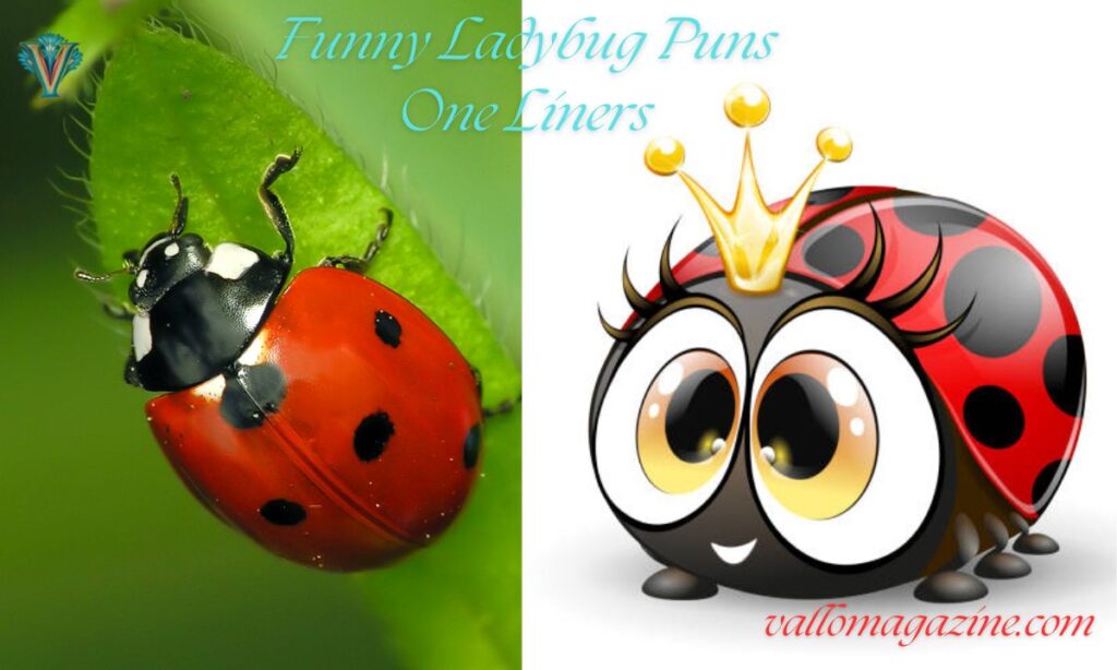 Funny Ladybug Puns One Liners