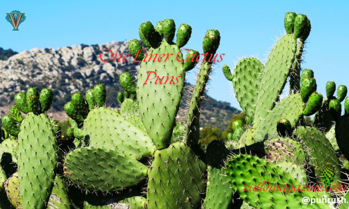One Liner Cactus Puns for Teachers & Instagram